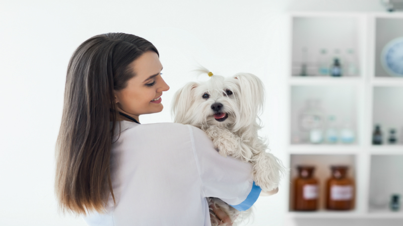 Treat Your Furry Friend to High-Class Pet Care in Chicago, Illinois