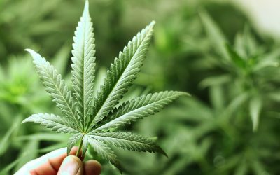 Trusted Buying Practices for Pre-Rolls Delivered Online in the USA